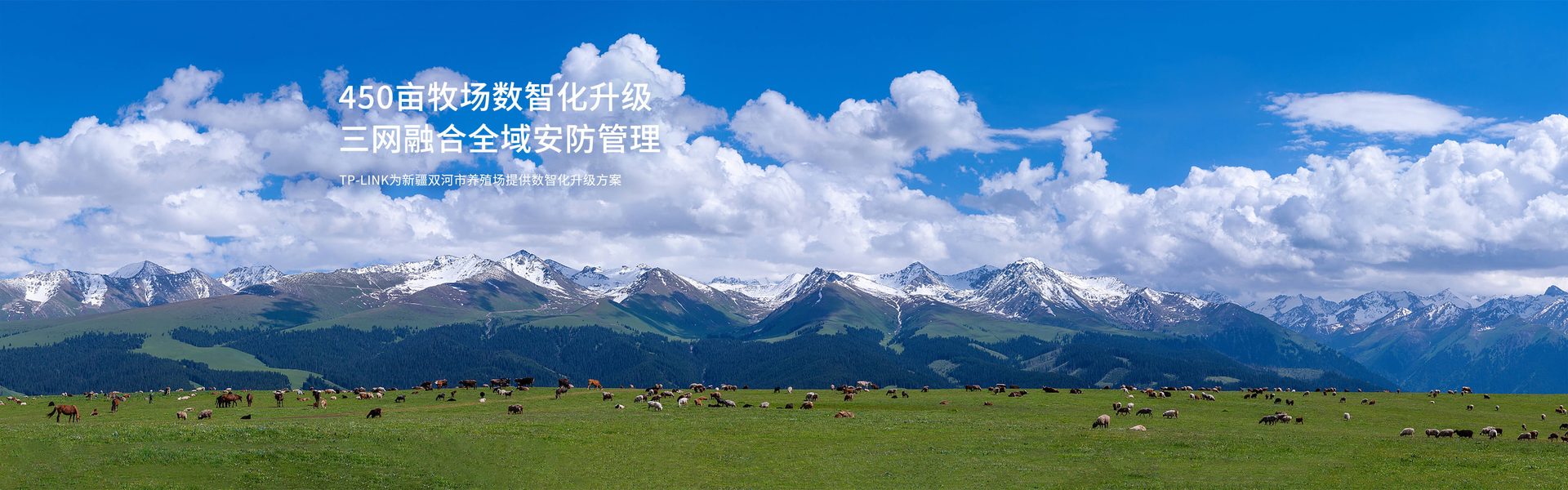 TP-LINK为新疆双河市养殖场提供数智化升级方案